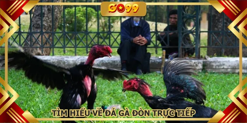 Đá gà đòn trực tiếp ra đời từ lâu