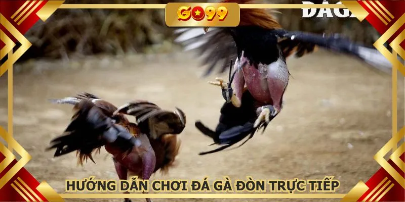Các nguyên tắc cần phải nắm trong đá gà đòn