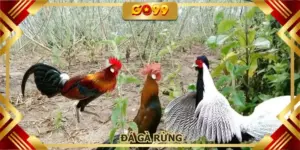 Đá gà rừng GO99
